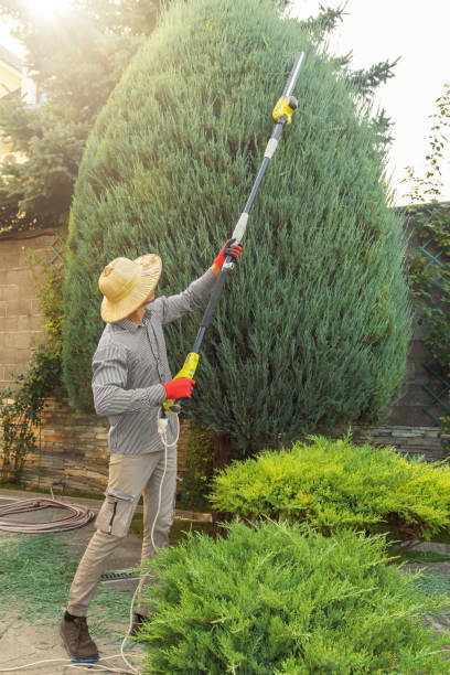 Best Large Tree Removal  in Riverwoods, IL